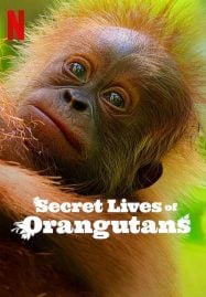 Secret-Lives-of-Orangutans-ชีวิตลับอุรังอุตัง-2024-187x269